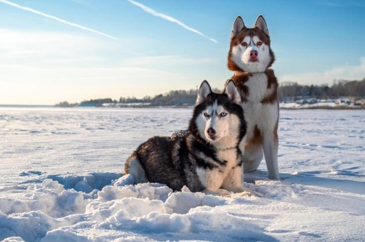 20 Dog Breeds Best Suited for North Indian Climate HubPages