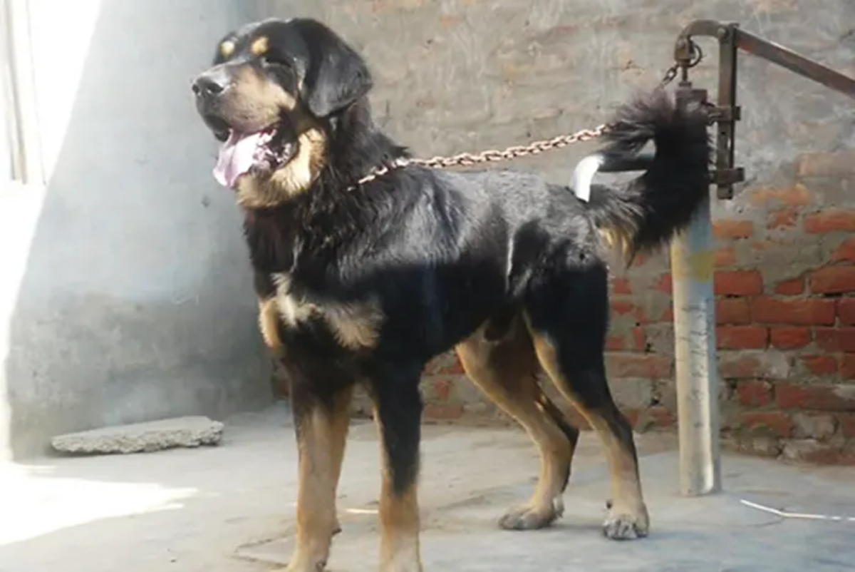 20 Dog Breeds Best Suited for North Indian Climate HubPages