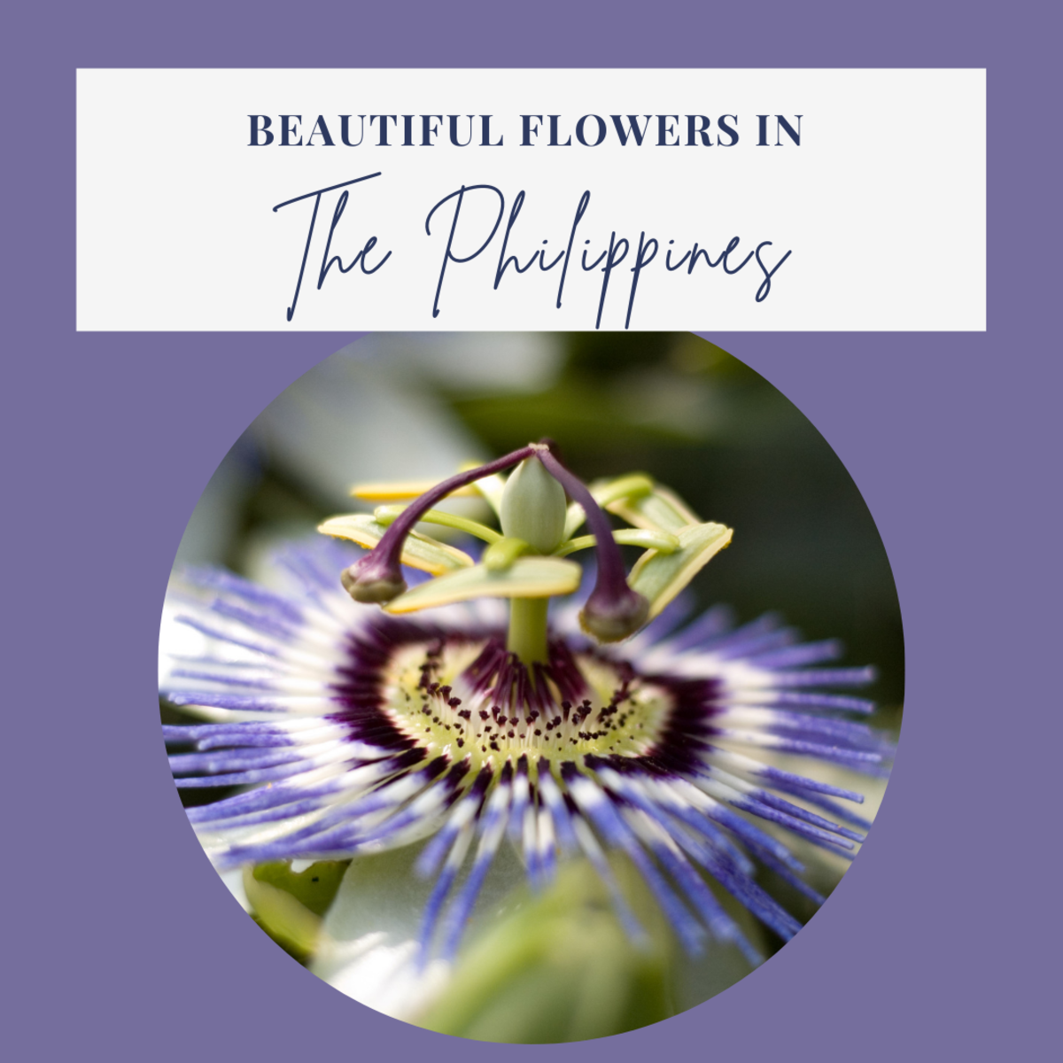 Here are 20 of the most beautiful flowers in the Philippines.