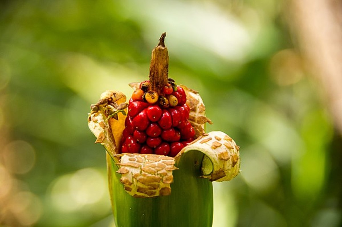 The fruit of the Cunjevoi Lily contains toxic oxalates, so don't eat it!