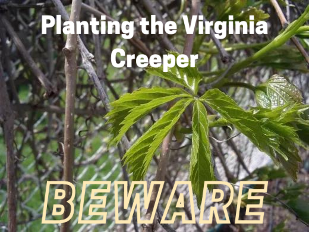 Planting Virginia Creeper? Beware!