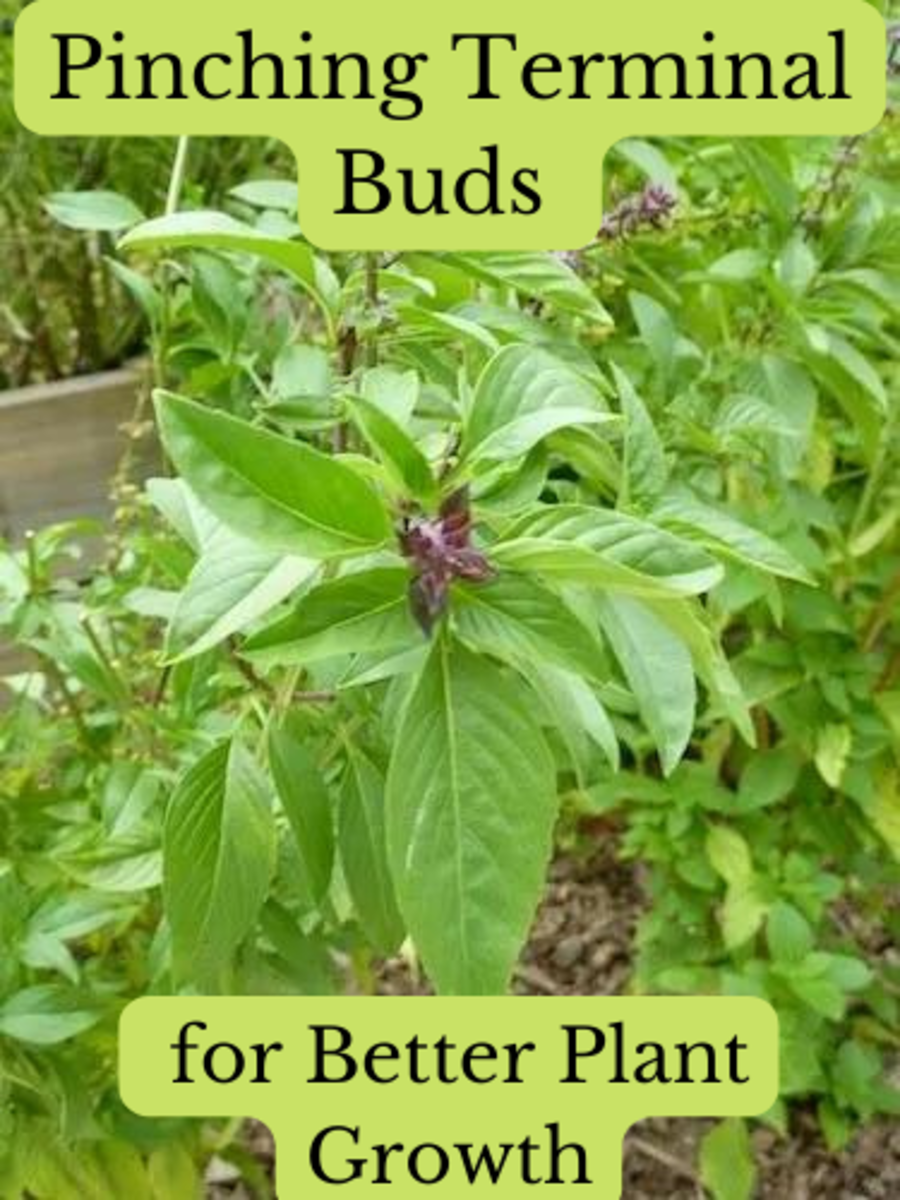 These beautiful purple basil buds should be removed to encourage leaf production instead of flowers and seeds.