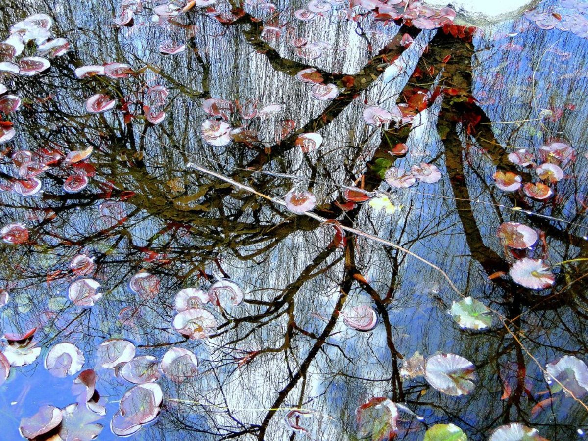 Winter weeping willow reflected in a pool of dormant water lilies.