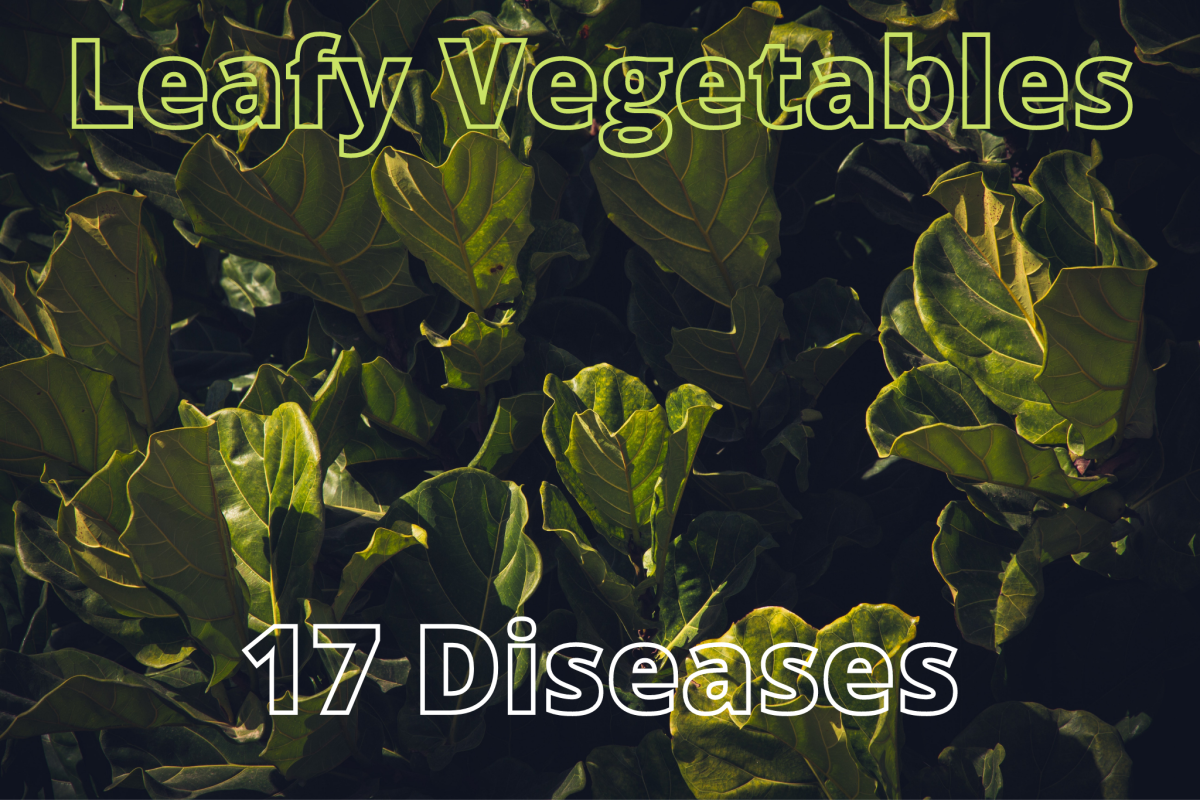 Here are 17 common diseases of leafy vegetables that you want to prevent and protect against. 
