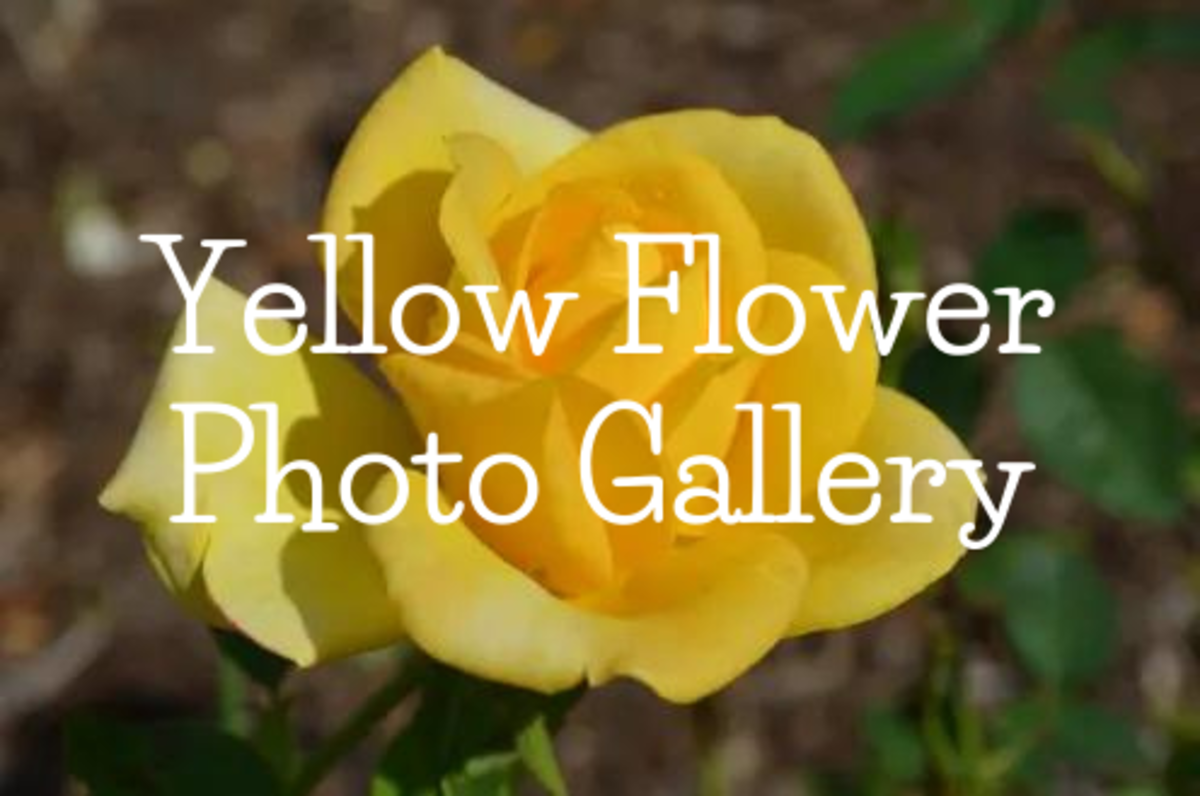 A Photo Gallery of Yellow Flowers