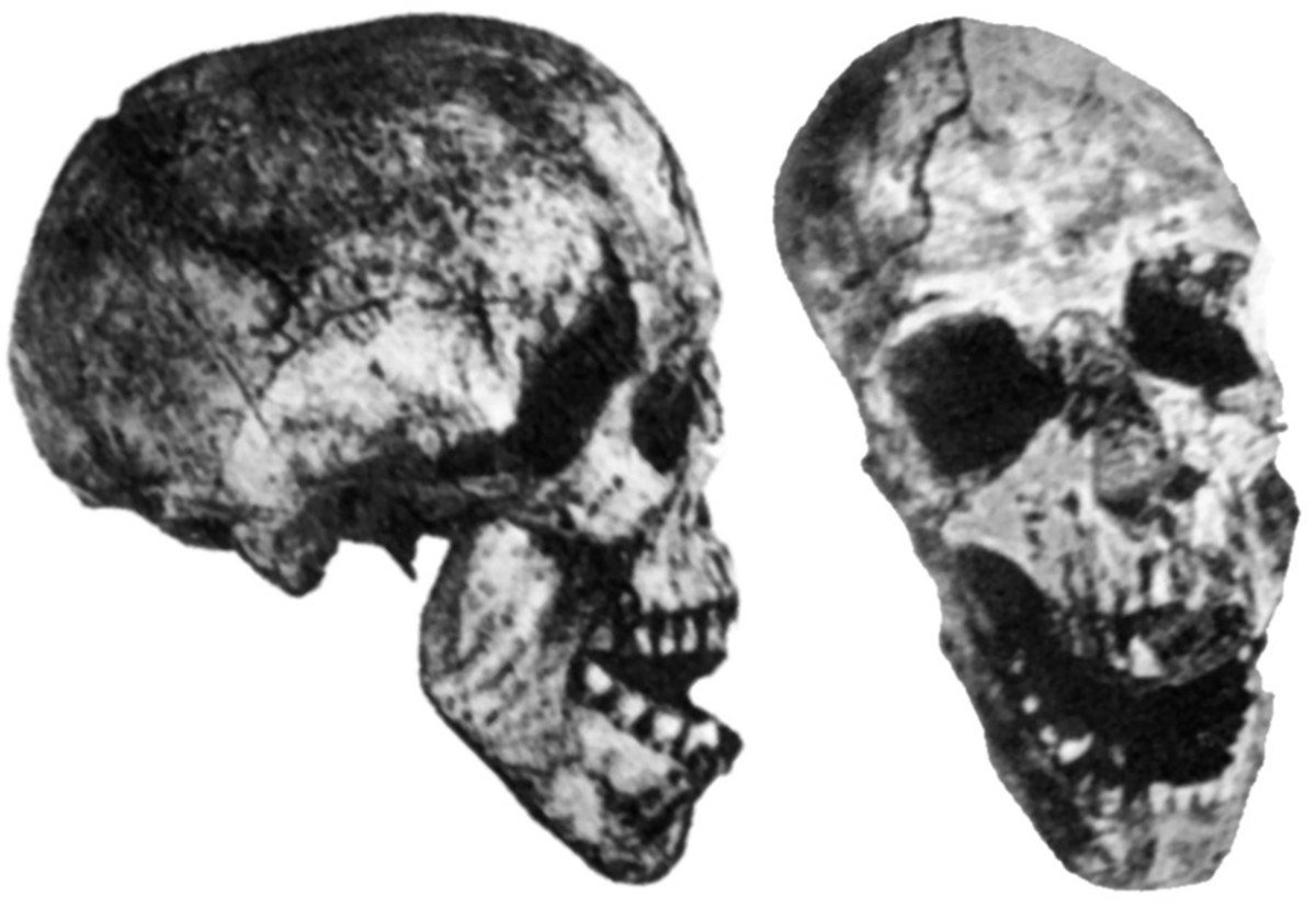 The skull of the Oldoway Man as depicted by Hans Reck at Olduvai Gorge in 1913