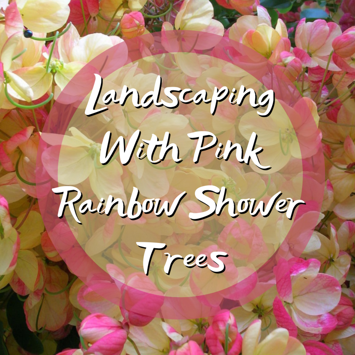 Landscaping With Pink Rainbow Shower Trees (Cassia)