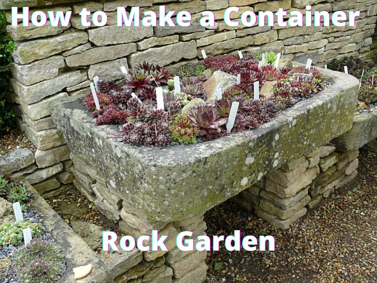 Here is a small, striking rock garden growing in a shallow, rectangular container.