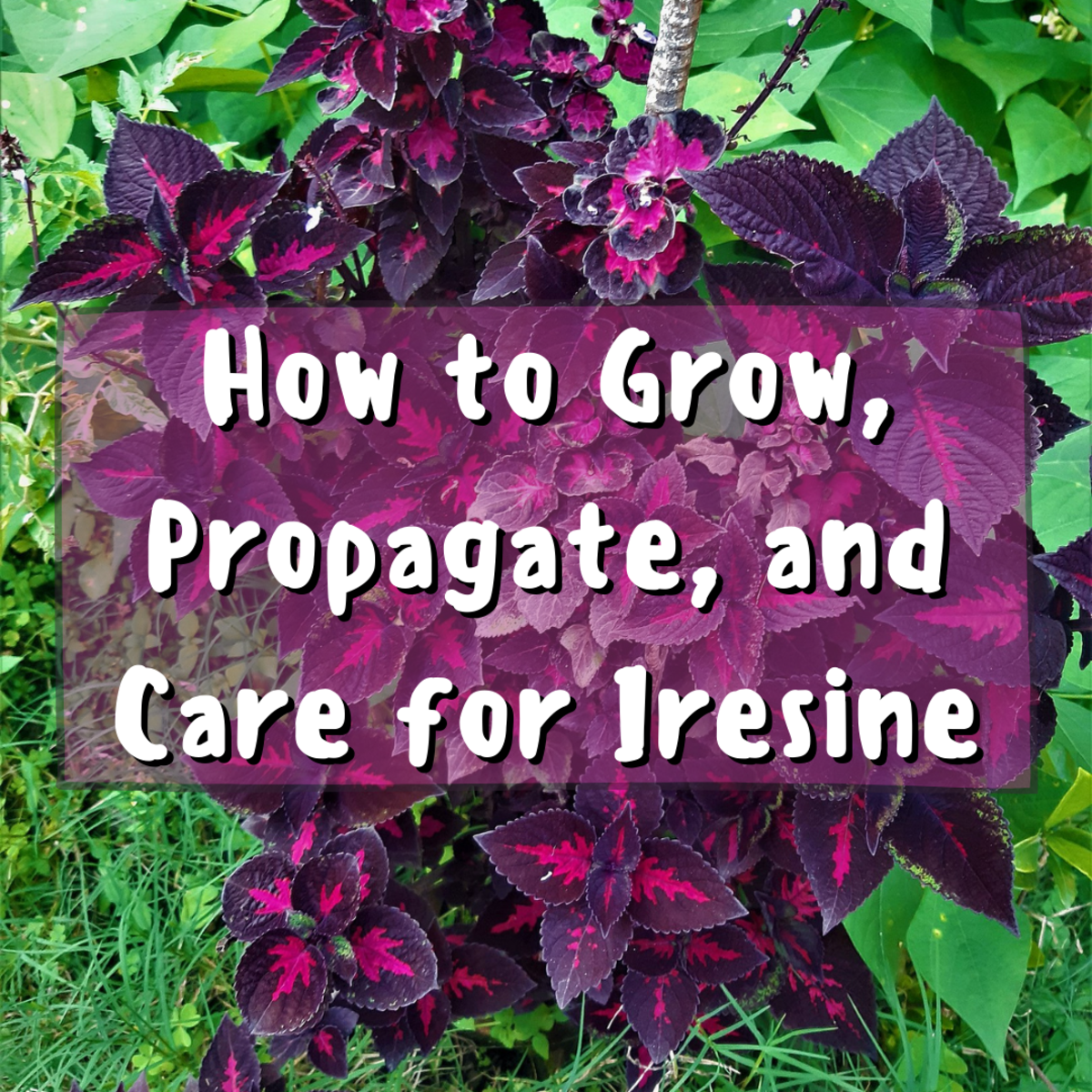 Get the know-how for Iresine propagation, growth, and care. You'll also find a resource for pinching your Iresine and a video tutorial for proper propagation.