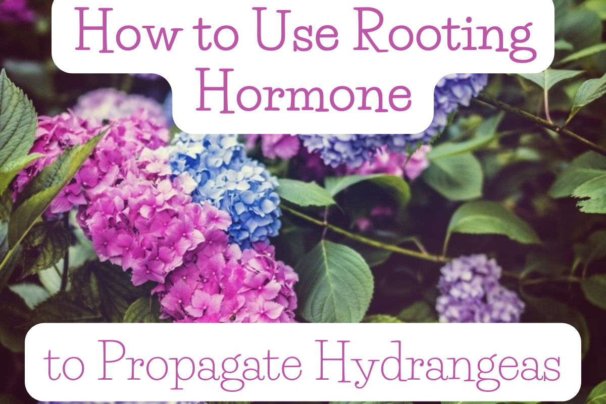 How to Use Rooting Hormone to Propagate Hydrangeas