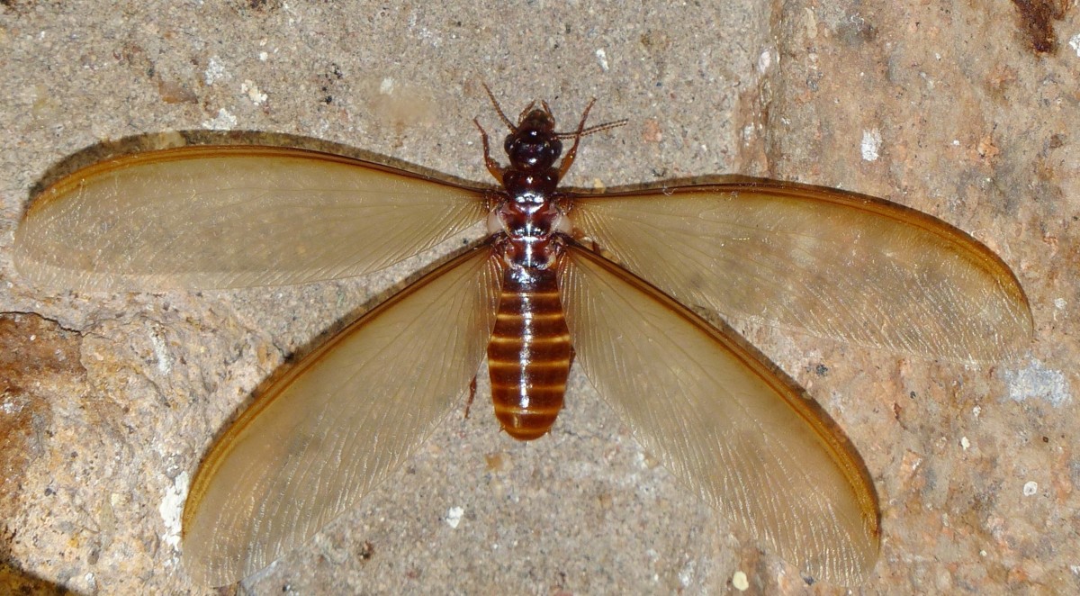 What a winged termite looks like. 
