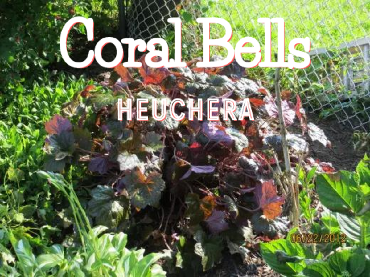 Coral Bells: Heuchera