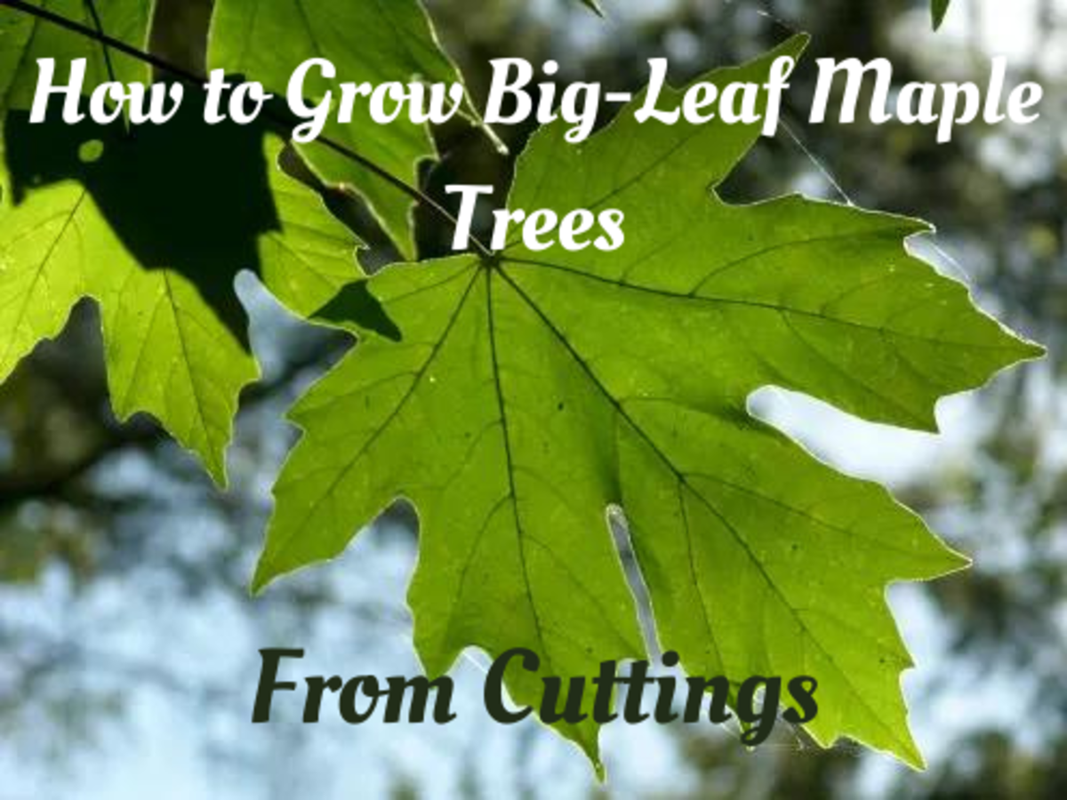 The big-leaf maple tree leaves are huge. They start out green, like the ones shown here. In autumn, the leaves turn to shades of yellow, orange, and gold.