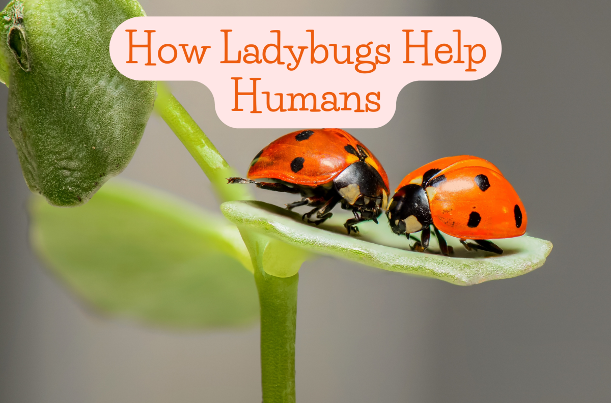 Everyone loves a ladybug here and there. Here are ladybug facts and how they help humans. 