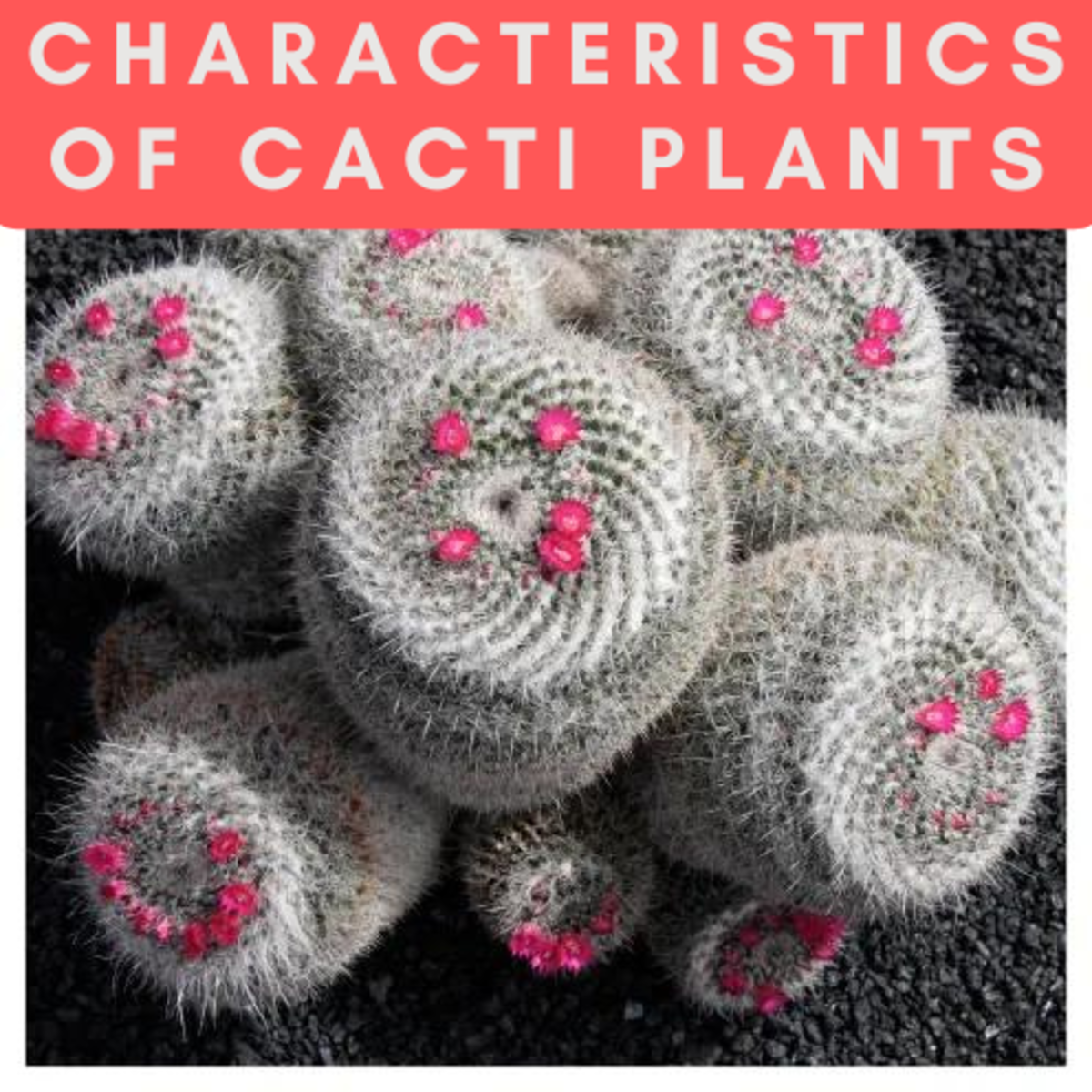 Characteristics of Cacti Plants