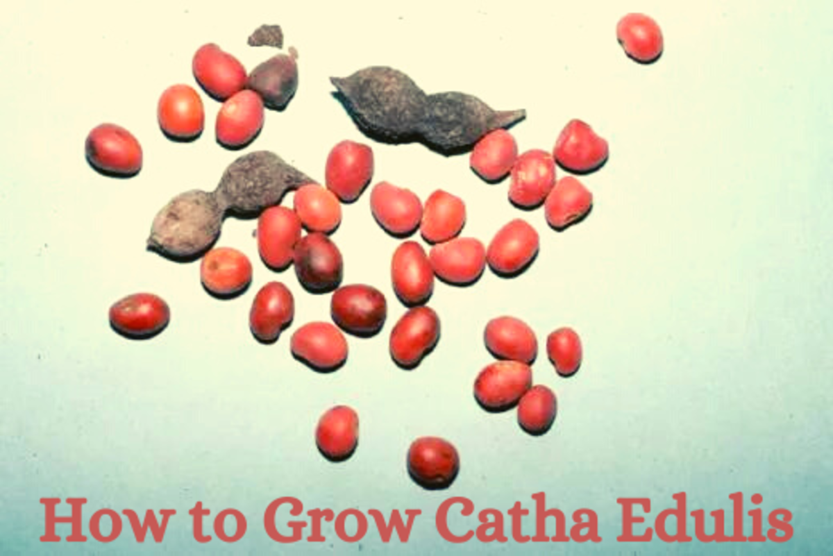 How to Grow Catha Edulis—Khat, Qat, Gat or Miraa