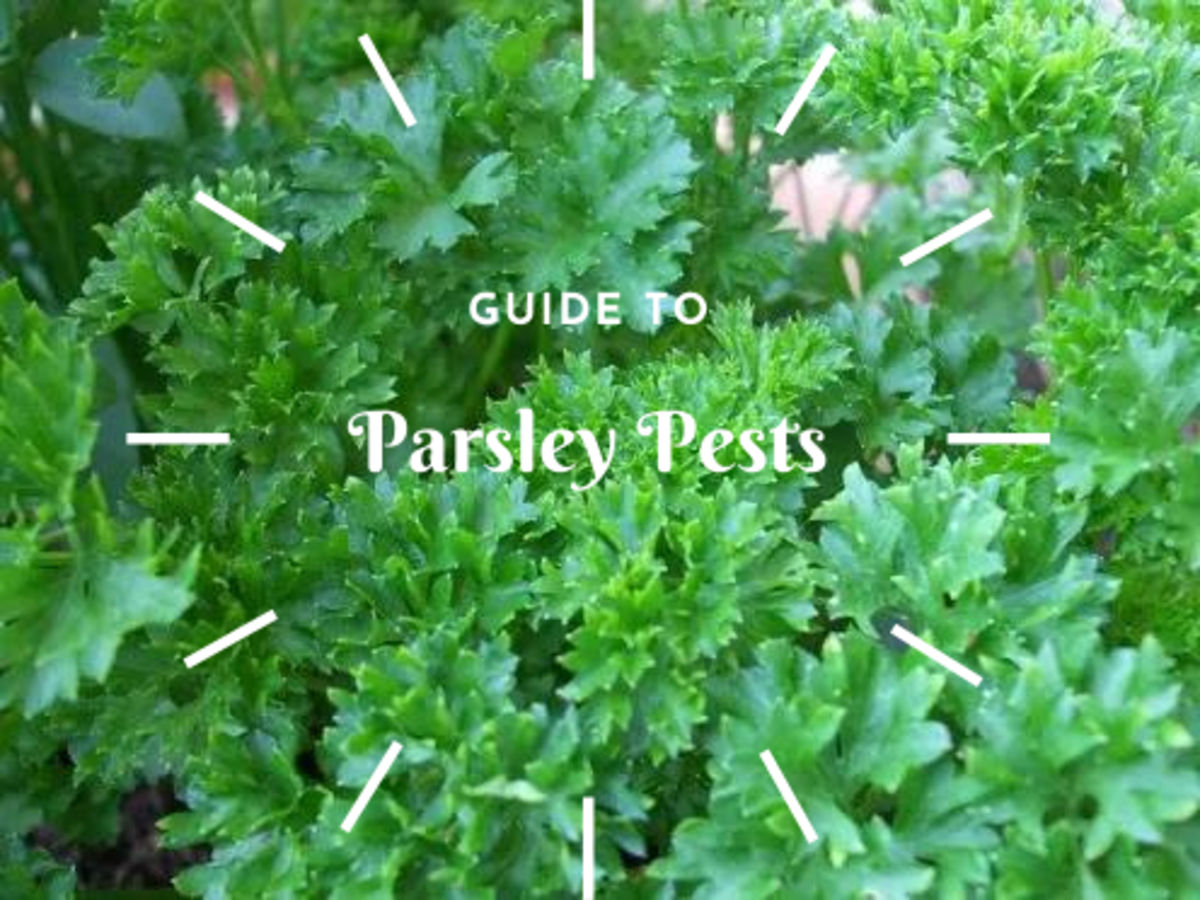 Healthy, pest-free parsley