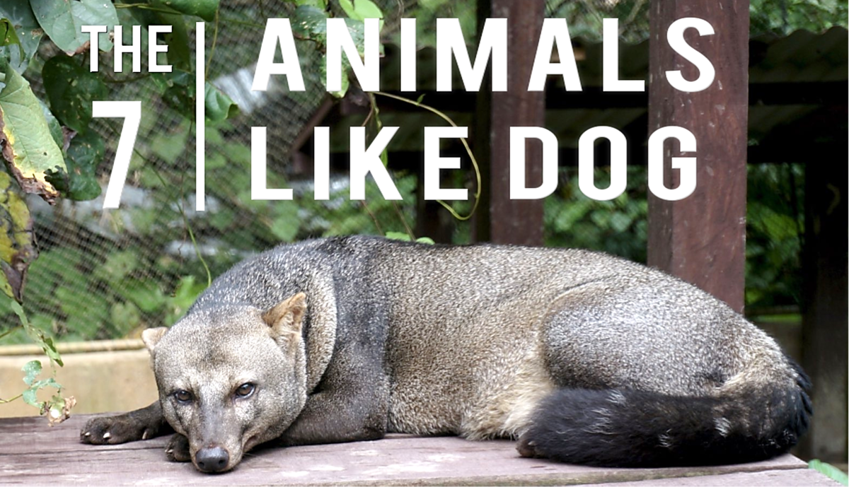 7 Wild Animals That People Think Of as Dogs