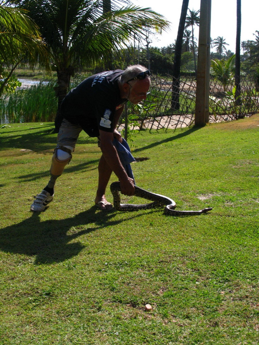 Releasing a Red Tail Boa
