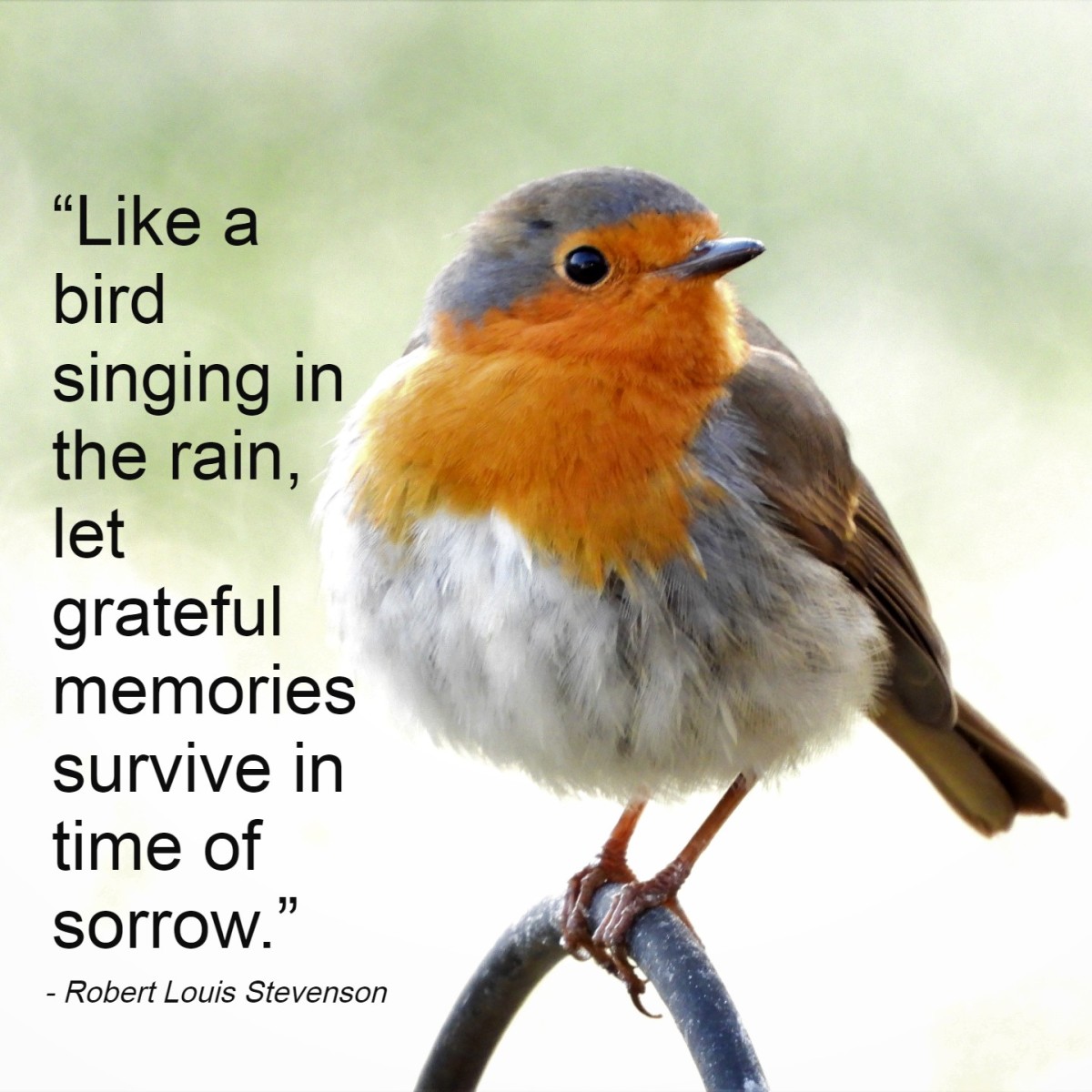 “Like a bird singing in the rain, let grateful memories survive in time of sorrow.” - Robert Louis Stevenson, Scottish novelist