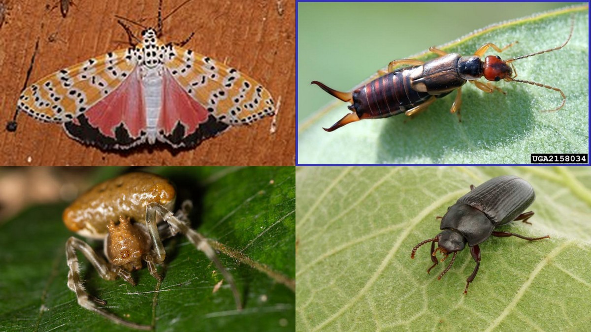 top left, clockwise: rattlebox moth, earwig, bola spider, Mealworm beetle