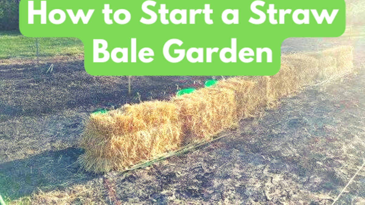 How to Start a Straw Bale Garden