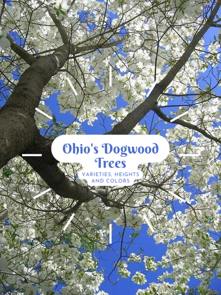 White flowering dogwood tree