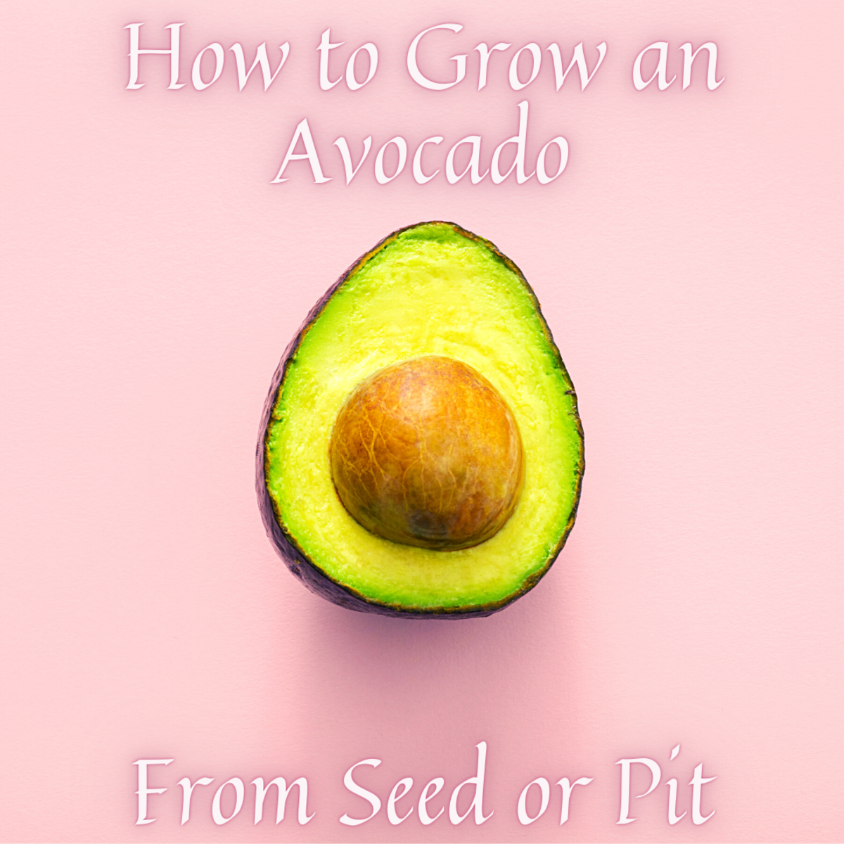 Grow avocado from seed or pit is fun and easy to do!