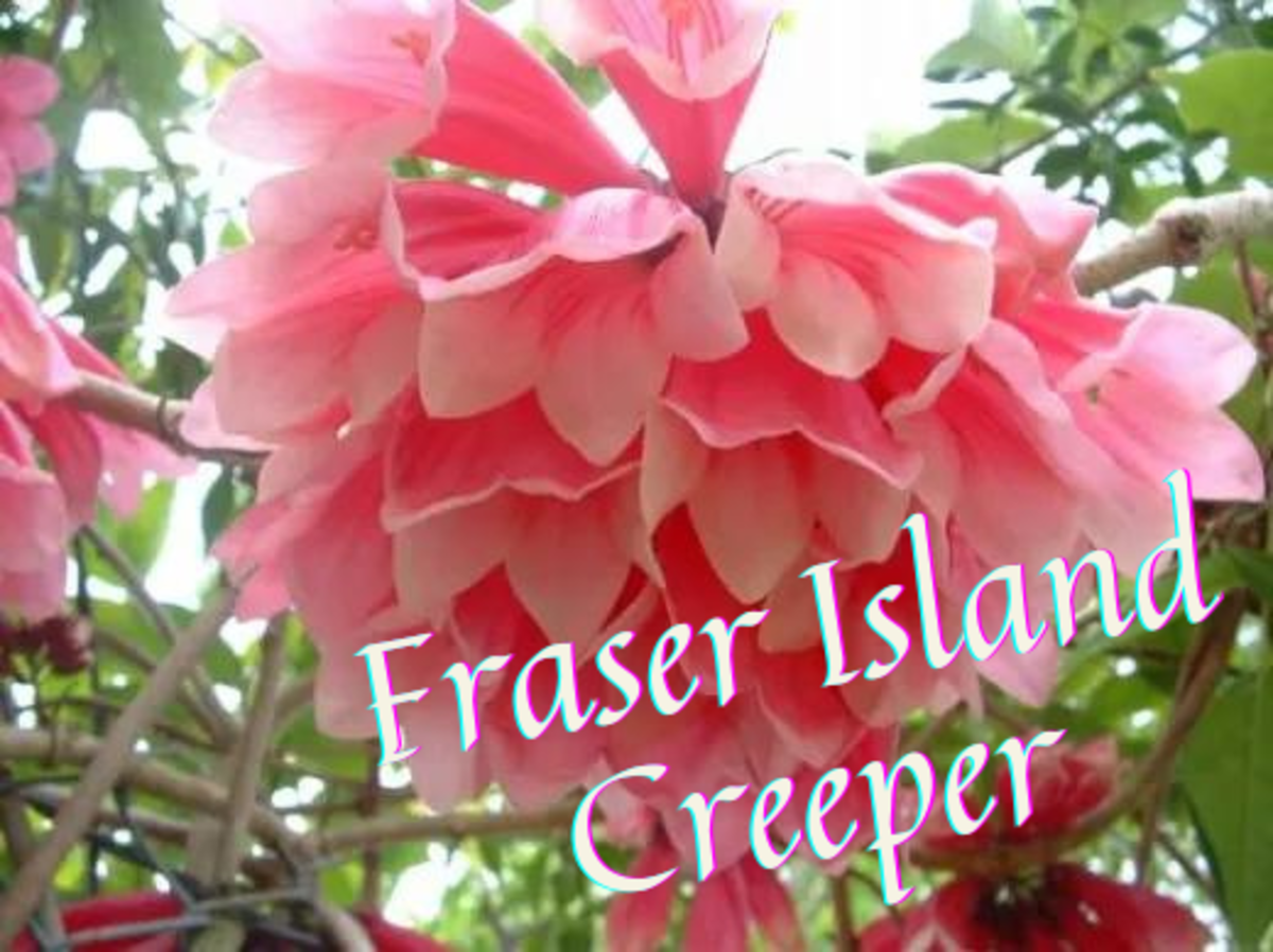Australian Native Plant Profile: Fraser Island Creeper (Tecomanthe Hillii)