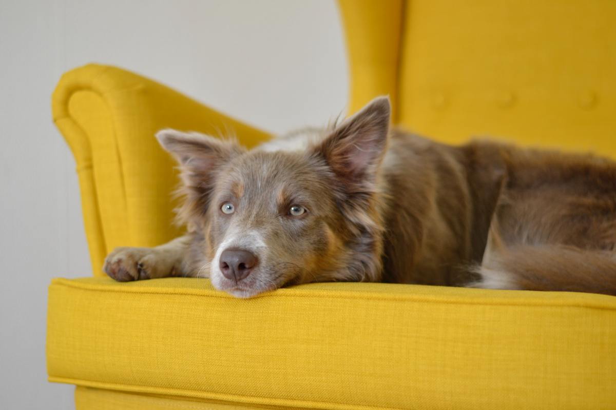 Using durable fabric is necessary for your furry friend. 