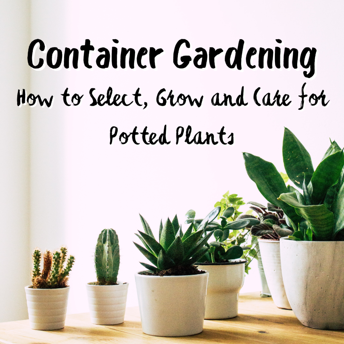 Learn all about container gardening, from choosing your pots and flowers, to growing and caring your plants.