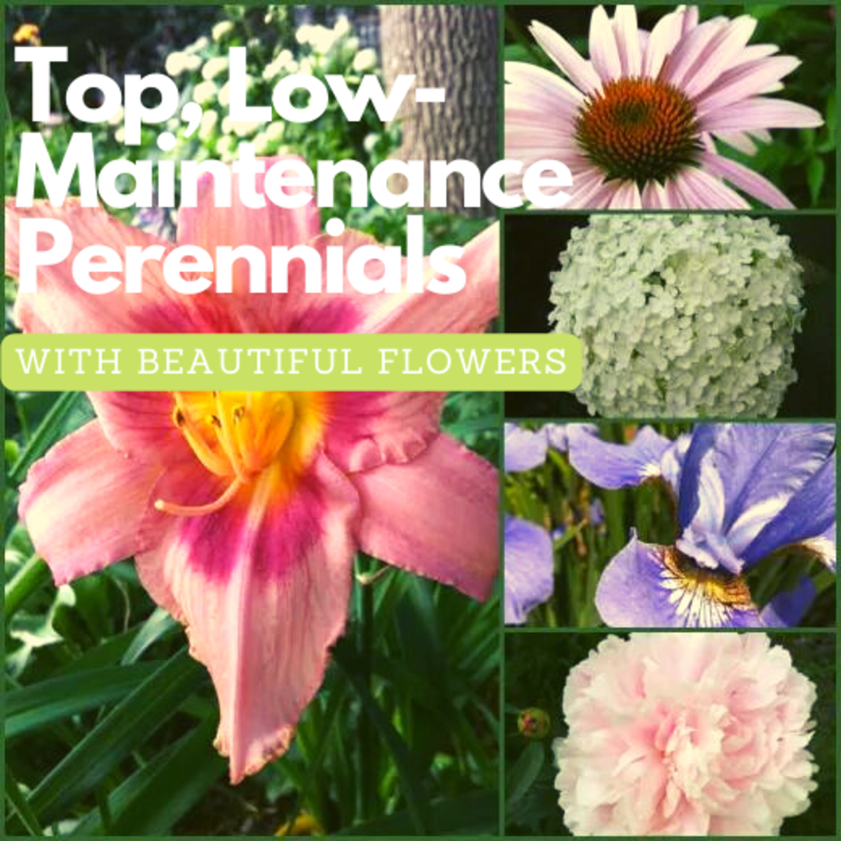 Low-maintenance perennials with beautiful flowers include coneflowers, hydrangea, irises, peonies and day lilies.