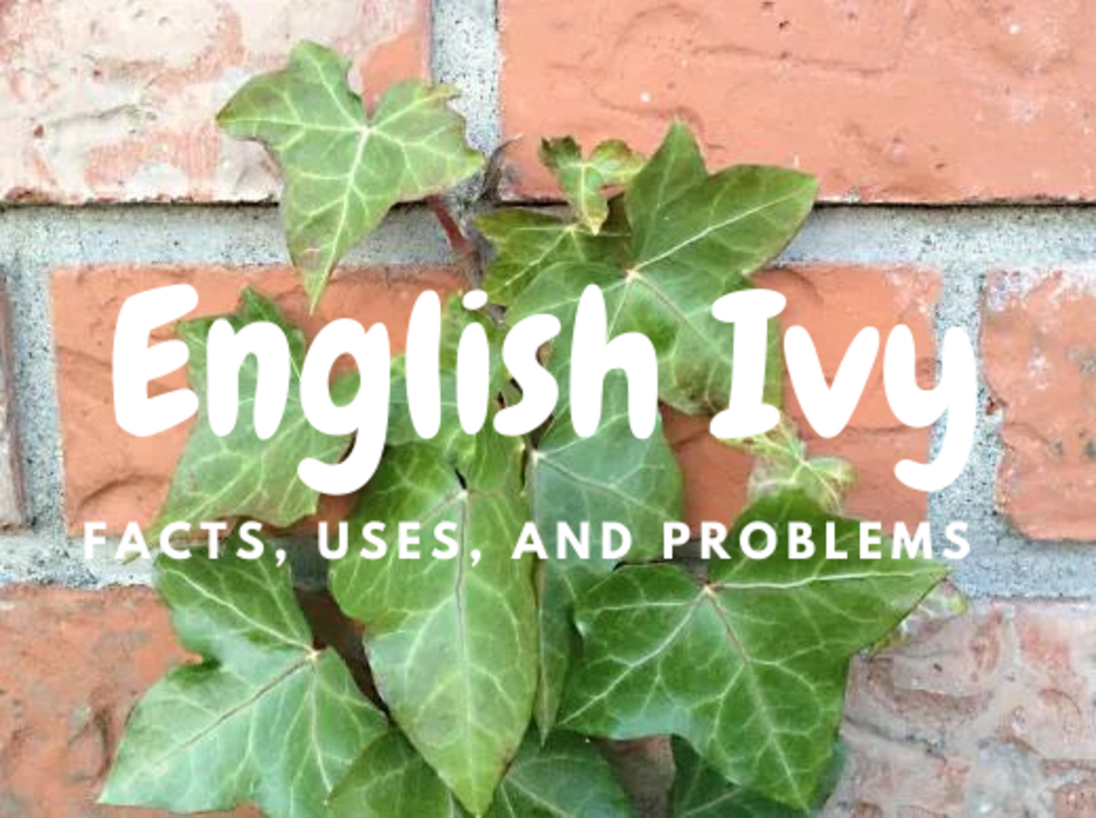 Juvenile leaves of English ivy.