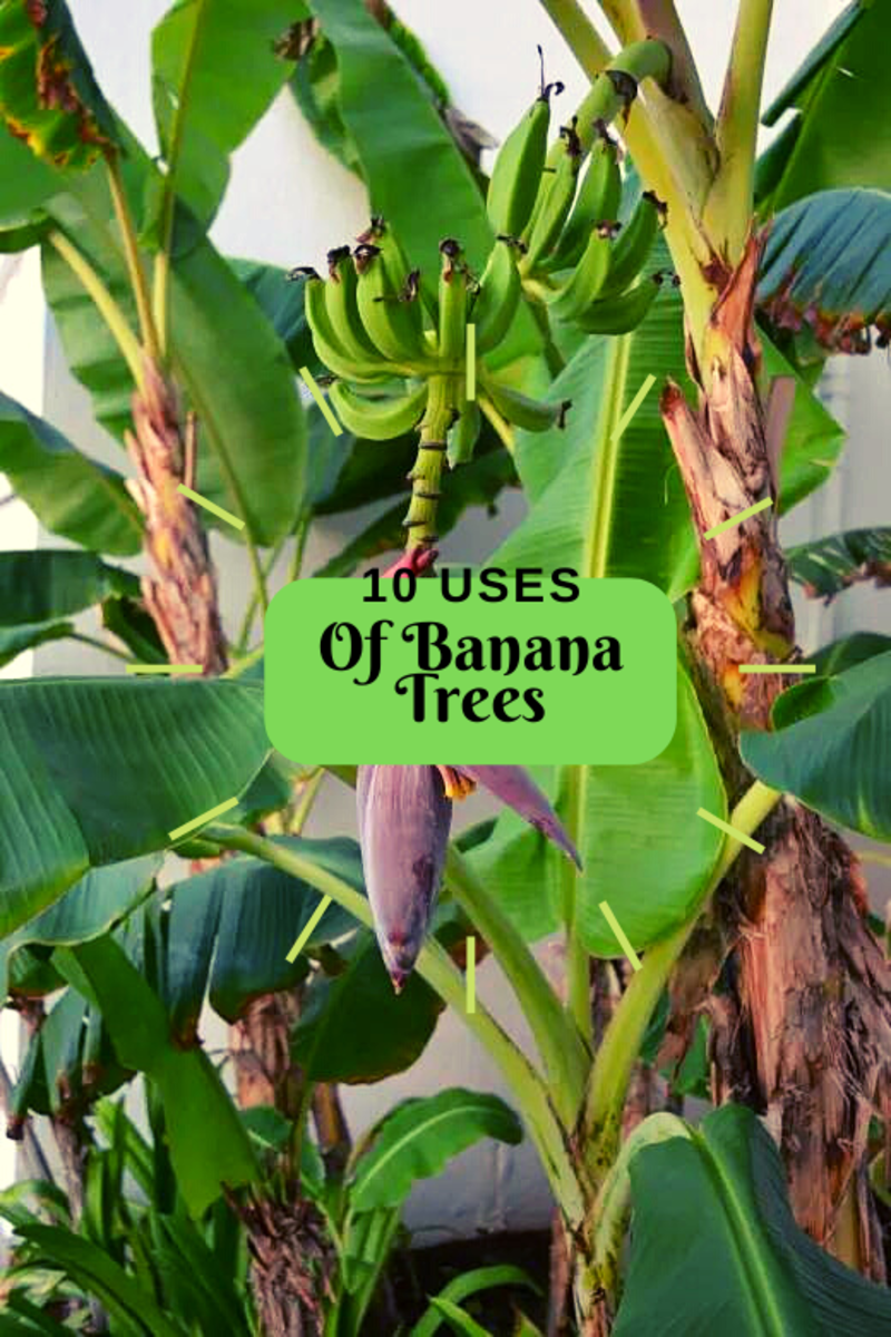 Banana plants.