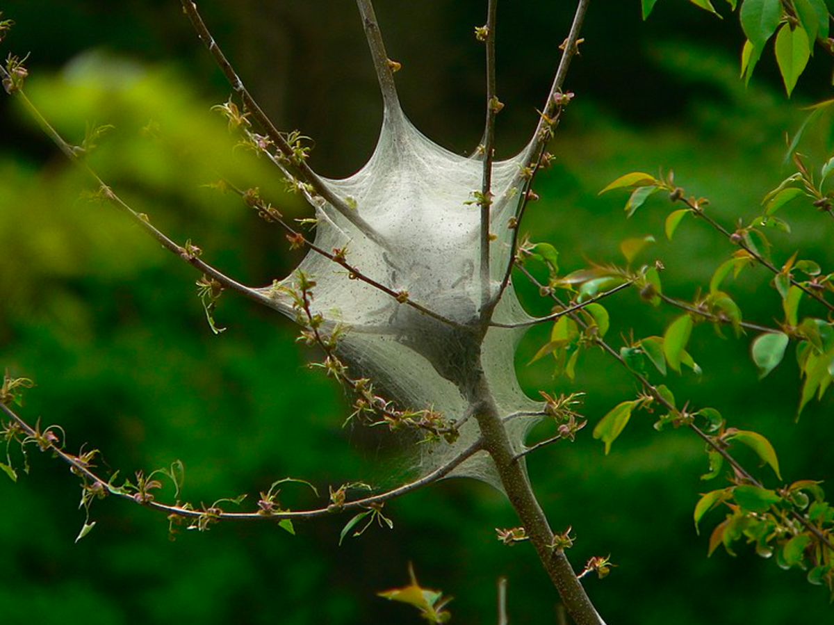 Nest of the eastern tent caterpillar