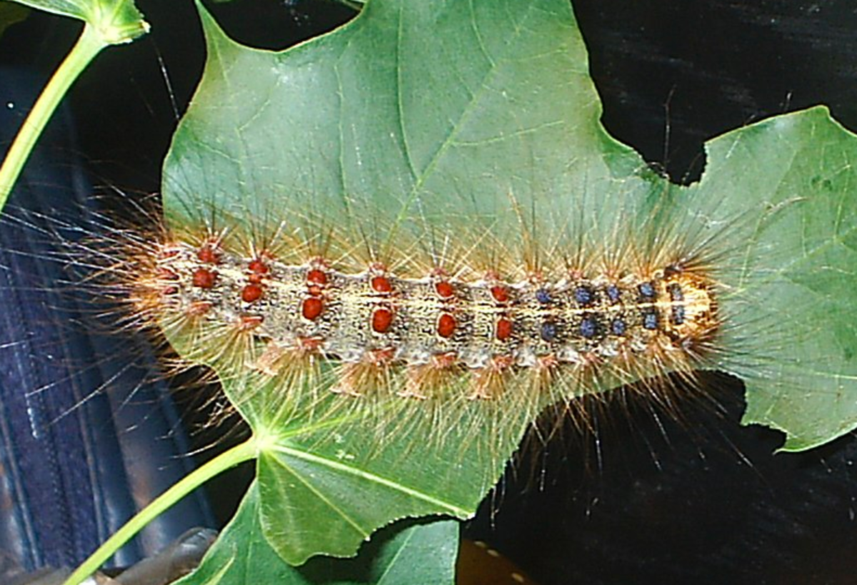 Caterpillars on Oak Trees Identification Guide to the Caterpillars