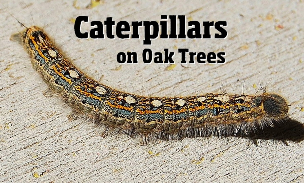 The forest tent caterpillar, one of many oak-eating species in this guide