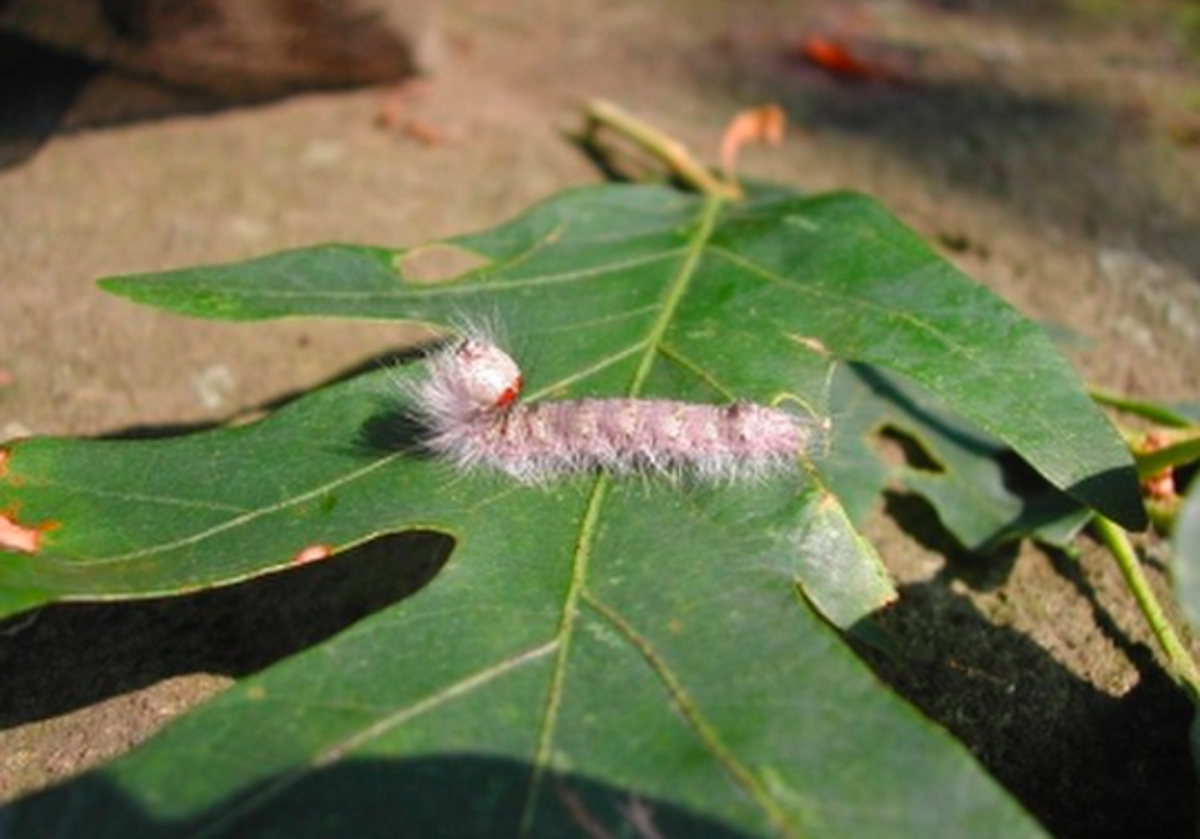 Caterpillars on Oak Trees Identification Guide to the