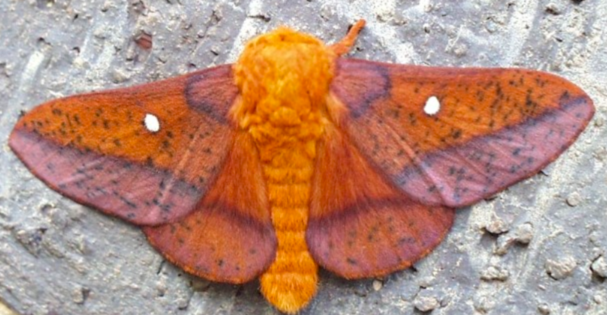 The adult moth of the Orange-Striped Oakworm