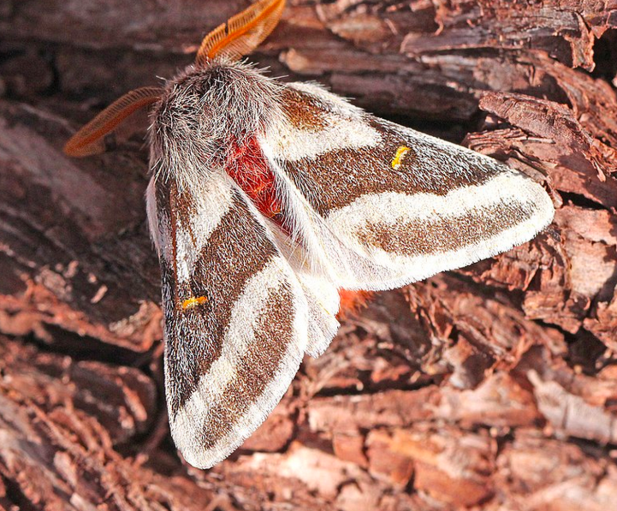 One of several striking buck moth species