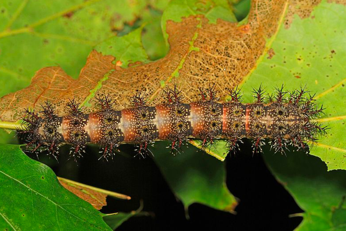 Caterpillars on Oak Trees: Identification Guide to the Caterpillars