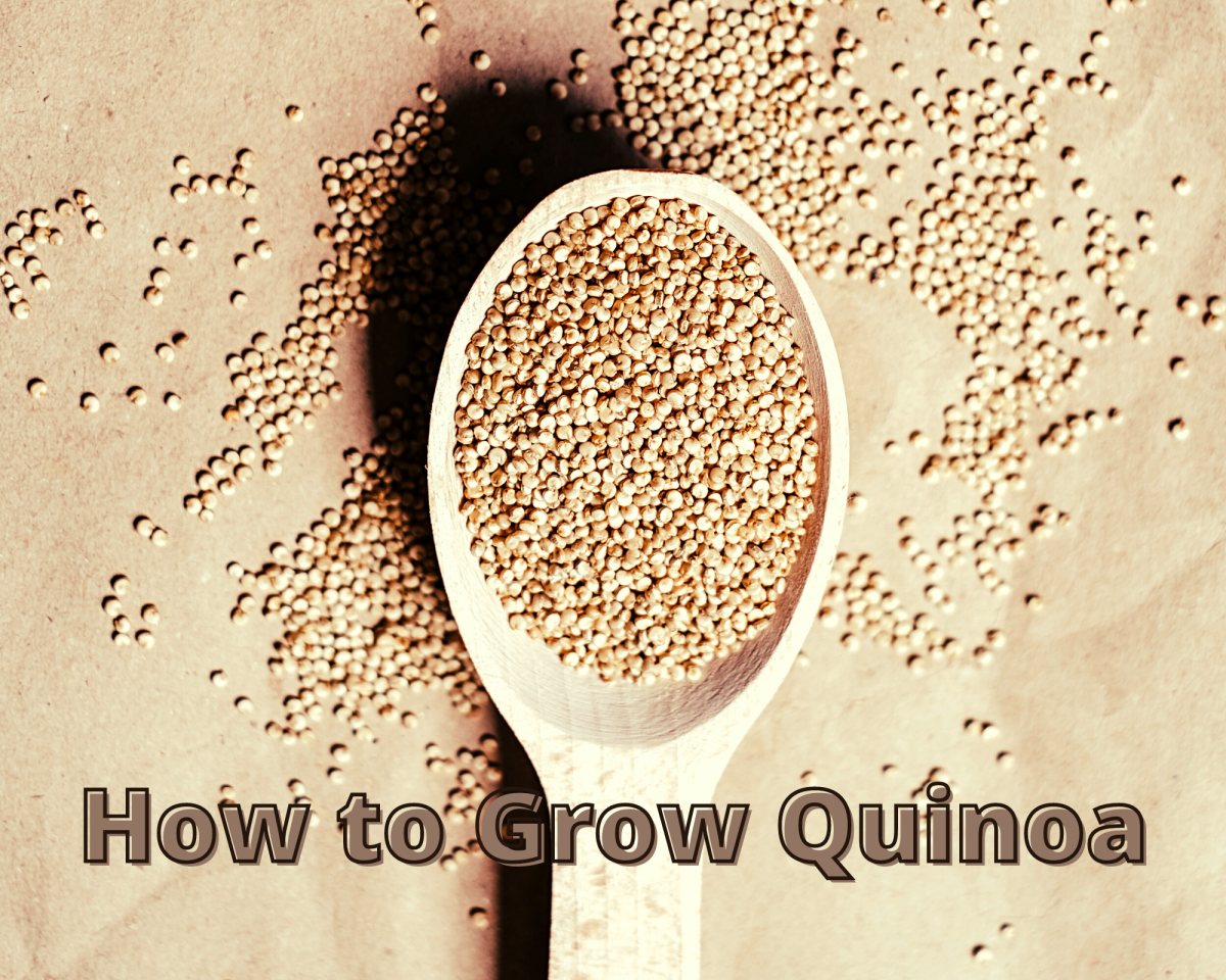 Garden Tips From the Micro Farm Project: How to Grow Quinoa