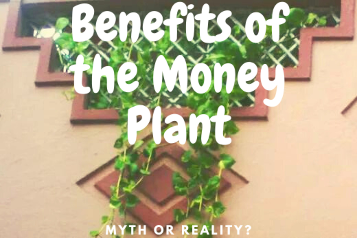 Benefits of the Money Plant (Scindapsus Aureus): Myth or Reality?