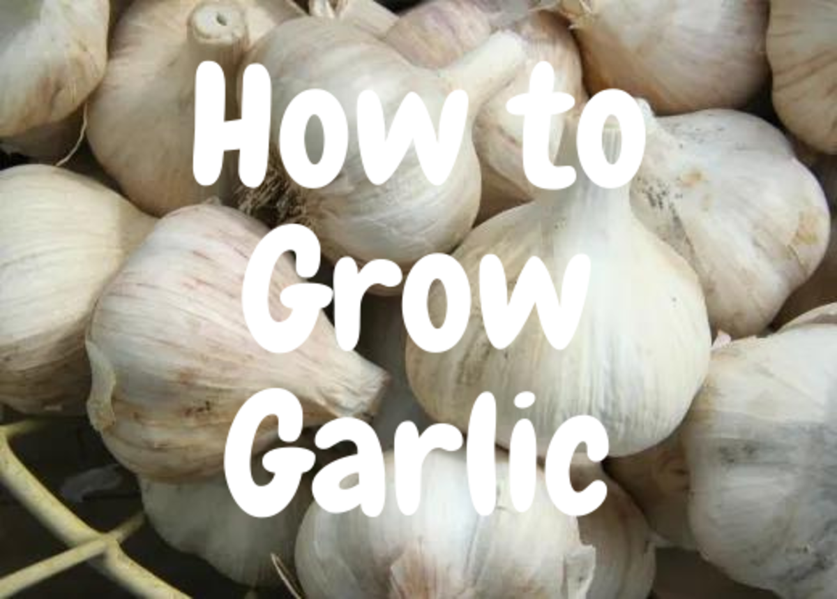 How to Grow Garlic: A Step-by-Step Guide