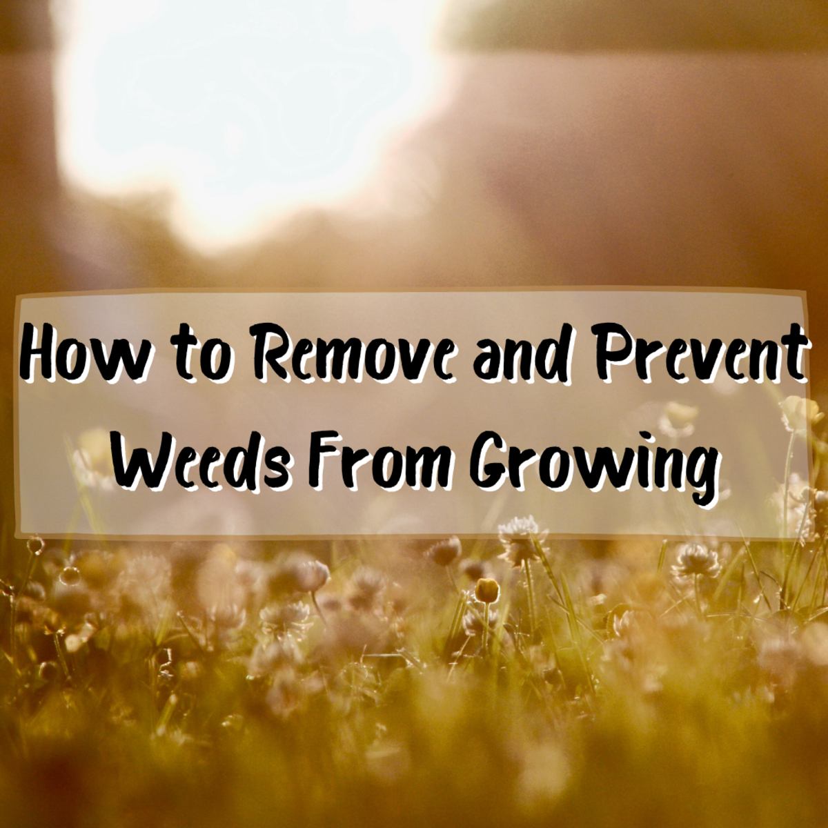 How to Remove and Prevent Weeds From Growing in Your Yard