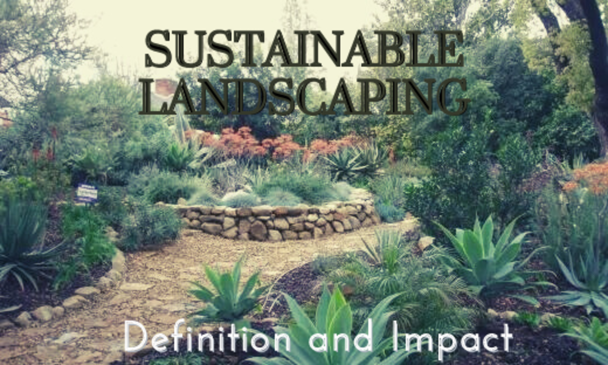 This sustainable landscape down the street from where I live has set the tone for the entire neighborhood. They were not the first to experiment, but they were the first to go all out, with stone walls and pathways completely replacing their lawn.