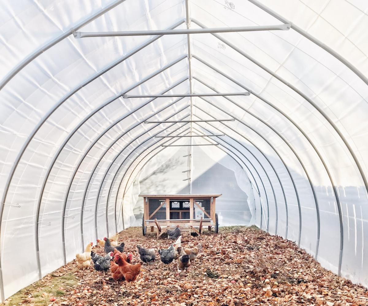 A PVC greenhouse can be used to house chickens.
