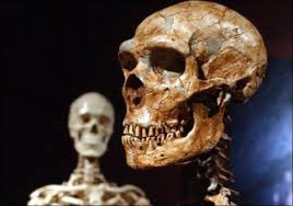 Unearthing Neanderthal's Human Legacy