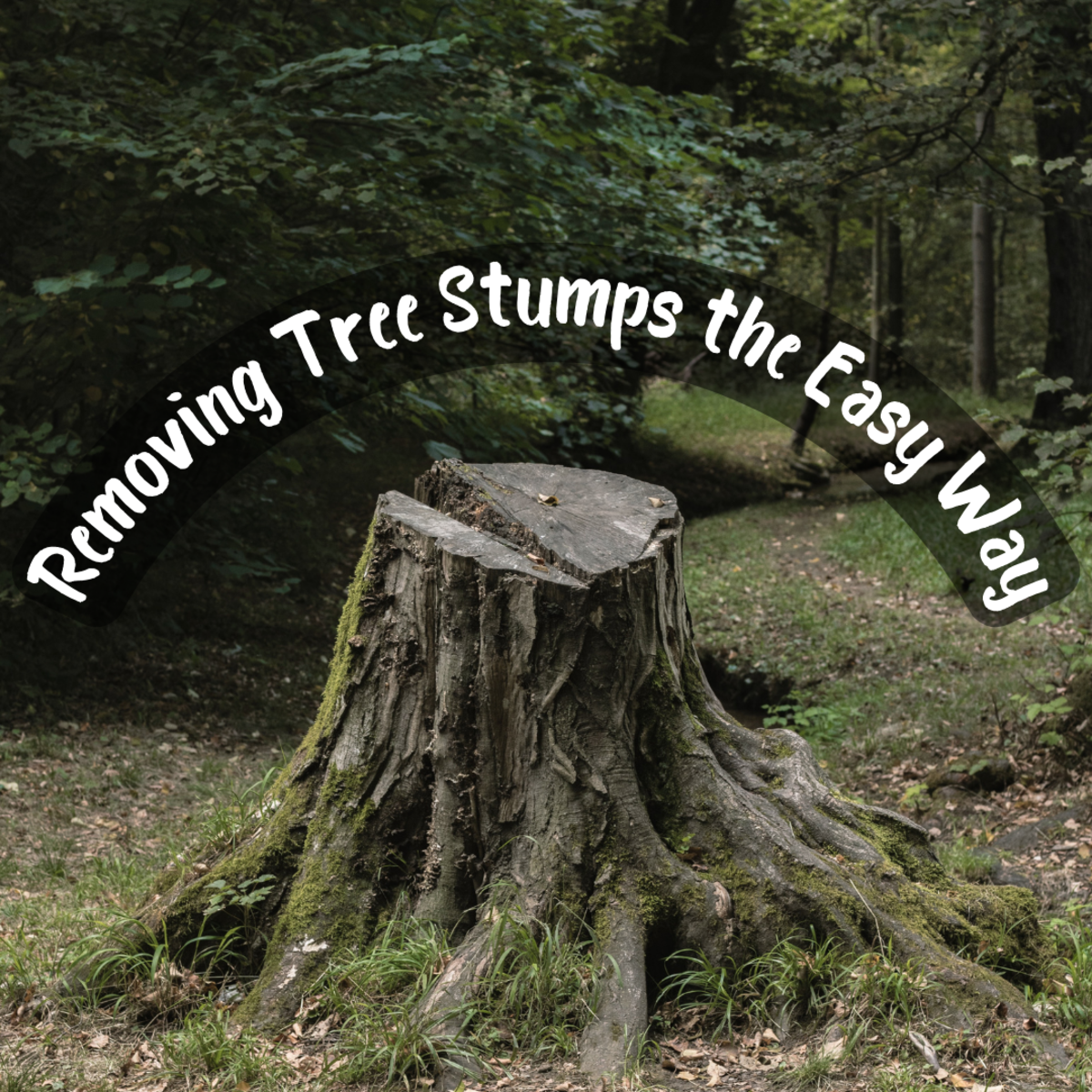 Learn how to remove tree stumps easily.