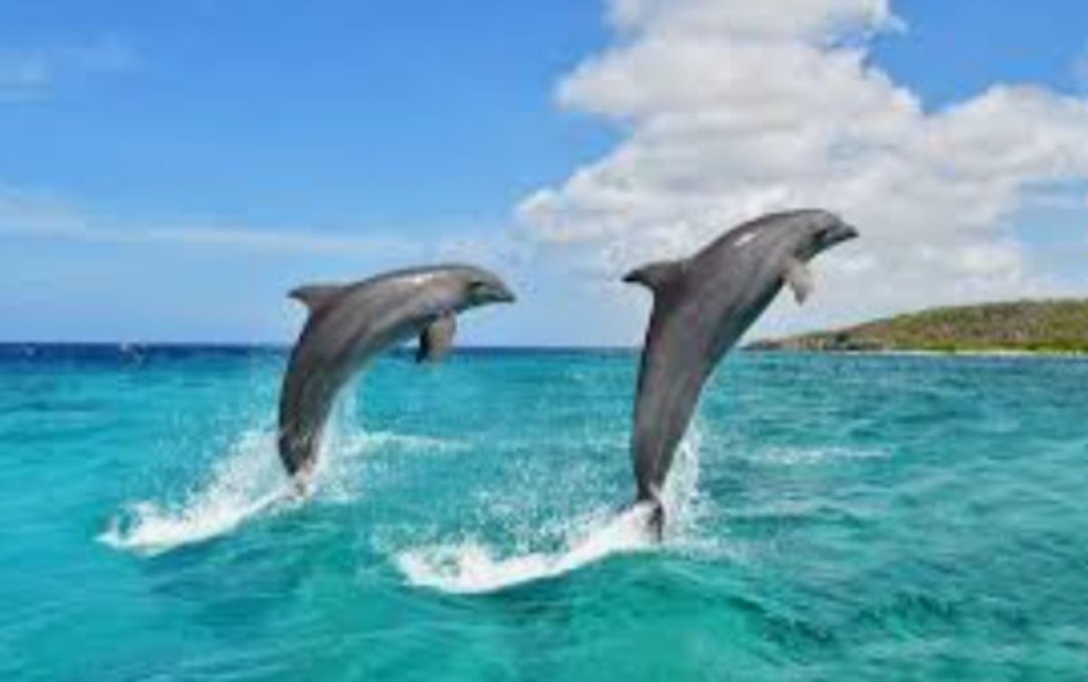 Dolphin Awareness Month